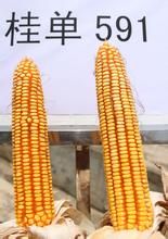 桂單591 桂單591