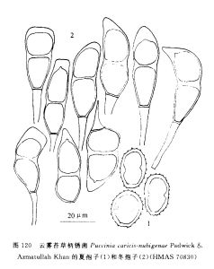 雲霧苔草柄鏽菌
