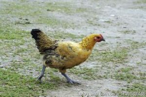 海紅黃雞 海紅黃雞