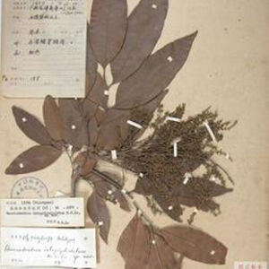 田林細子龍 田林細子龍