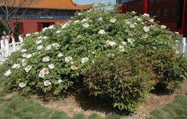 古縣牡丹節 古縣牡丹節