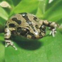 塞內加爾樹蛙