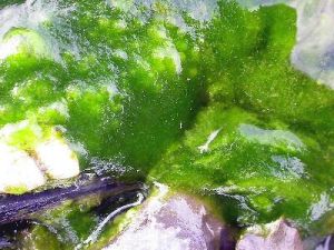 油煎軟絲藻 油煎軟絲藻