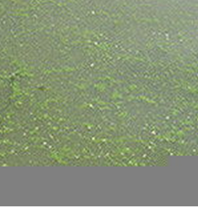 水華束絲藻