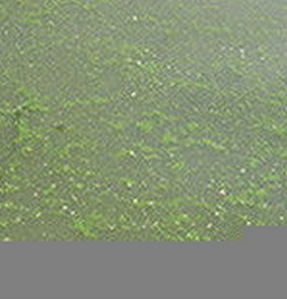 水華束絲藻 水華束絲藻