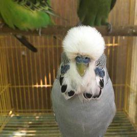 大頭虎皮鸚鵡