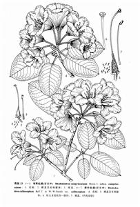 卵葉杜鵑 卵葉杜鵑