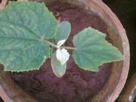 心葉黃瓜菜 心葉黃瓜菜