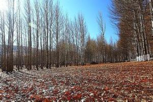 三脈青楊 三脈青楊