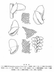 尖瓣褶葉苔 尖瓣褶葉苔