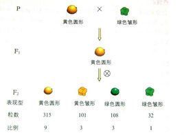 自由組合規律 自由組合規律