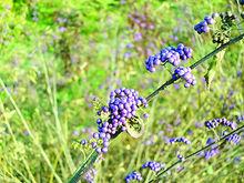 青島藏馬山鄉村（國際）生態旅遊度假區
