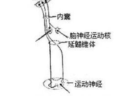 錐體束病損 錐體束病損