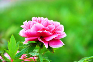 中國國花園 中國國花園