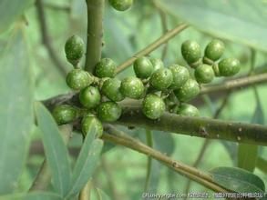廣東黃肉楠 廣東黃肉楠