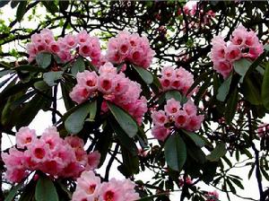 神農架自然保護區