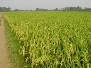 皖稻65號 皖稻65號