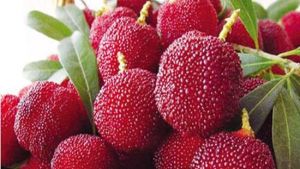 梁弄天子庵楊梅園 梁弄天子庵楊梅園