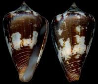 花臉芋螺 花臉芋螺