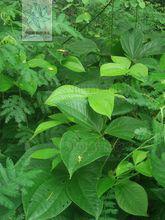 大血藤[木通科植物]