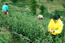 五雲鎮杜橋村採摘“烏牛早”春茶