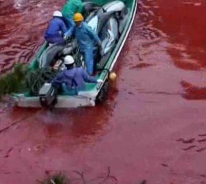 紀錄片《海豚灣》中的捕殺海豚場景