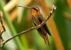 銅色蜂鳥