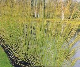 偃伏棶木 偃伏棶木