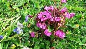 潘氏馬先蒿短果亞種 潘氏馬先蒿短果亞種