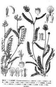 洮河棘豆 洮河棘豆