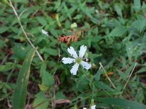 石生麥瓶草 石生麥瓶草