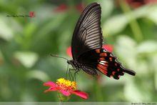 與紅珠鳳蝶相似的----玉帶鳳蝶