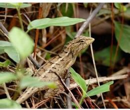 細鱗樹蜥 細鱗樹蜥