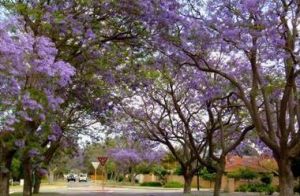 紫羅蘭樹 紫羅蘭樹