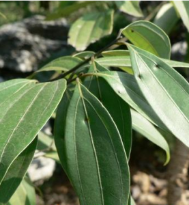 浙江天竺桂 浙江天竺桂