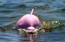 粉紅色海豚