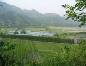 高石崗村 高石崗村