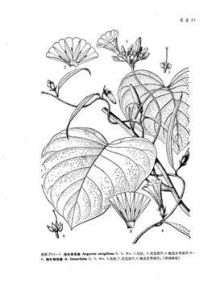 細毛銀背藤 細毛銀背藤