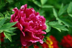 牡丹[芍藥科芍藥屬植物]