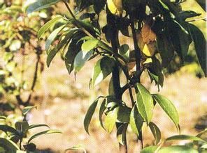 柳葉水絲梨 柳葉水絲梨