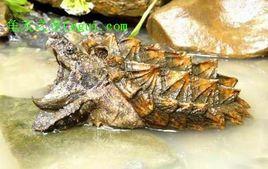 大鱷魚龜 大鱷魚龜