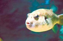 狗頭魚圖片欣賞