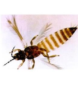 特殊大薊馬 特殊大薊馬