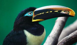 黑頸阿拉卡 黑頸阿拉卡