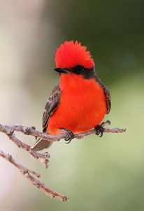 華麗霸鶲 華麗霸鶲