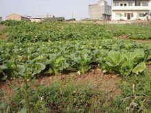 八大河自然村白菜