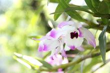 金釵石斛[微子目蘭科植物]