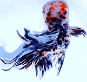 五花獅頭魚 五花獅頭魚