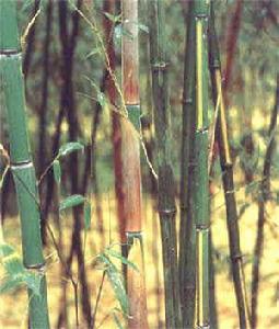 黃槽石綠竹