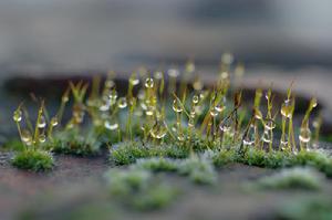 北方極地蘚 北方極地蘚